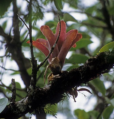Reserva Biósfera Cascadas Agua Azul: Epiphythen - Agua Azul