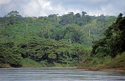 Ufervegetation - Rio Usumacinta