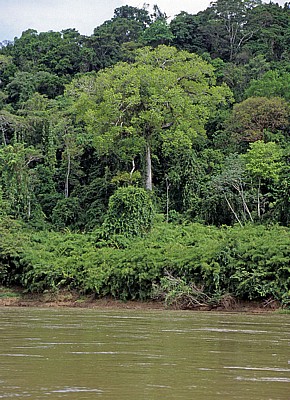 Ufervegetation - Rio Usumacinta