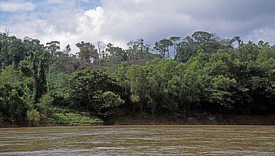 Ufervegetation - Rio Usumacinta