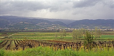 Landwirtschaft (u.a. Wein) - Bekaa-Ebene