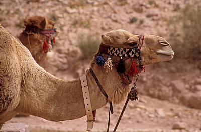 Kamel - Petra