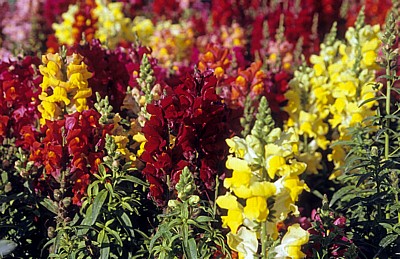 Löwenmäulchen (Antirrhinum) - Damaskus