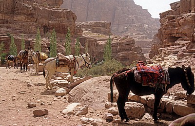 Eselparkplatz - Petra