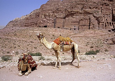 Kamele vor der Königswand - Petra