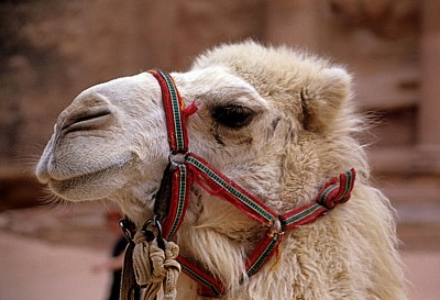 Kamel - Petra