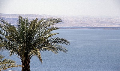 Palme am Meer - Totes Meer