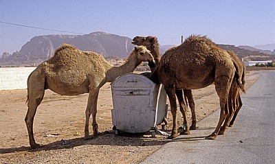 Kamele bedienen sich an einer Mülltonne - Nefud