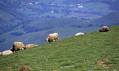 Jakobsweg (Navarrischer Weg): Manech-Schafe - Pyrenäen (F)