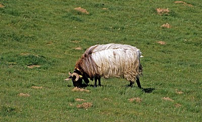 Jakobsweg (Navarrischer Weg): Manech-Schaf - Pyrenäen (F)