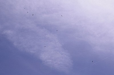 Jakobsweg (Navarrischer Weg): Mönchsgeier (Aegypius monachus) - Pyrenäen (F)