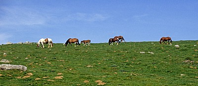 Jakobsweg (Navarrischer Weg): Pferde - Pyrenäen (F)
