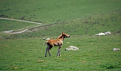 Jakobsweg (Navarrischer Weg): Fohlen - Pyrenäen (F)
