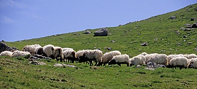Jakobsweg (Navarrischer Weg): Manech-Schafe - Pyrenäen (F)
