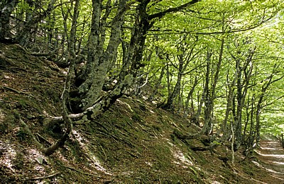 Jakobsweg (Navarrischer Weg): Wald - Pyrenäen