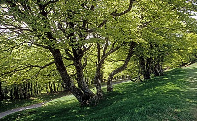 Jakobsweg (Navarrischer Weg): Wald - Pyrenäen