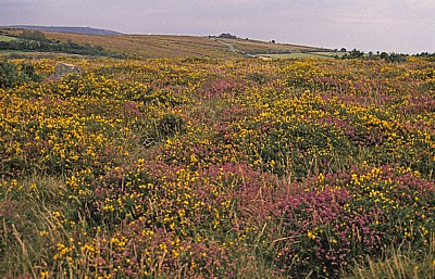 Landschaft - Dartmoor National Park (Devon)