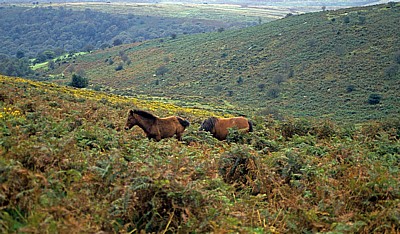 Dartmoor-Ponies  - Dartmoor National Park (Devon)