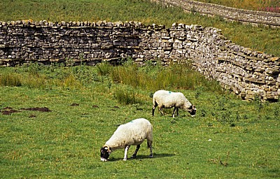 Schafe - Yorkshire Dales
