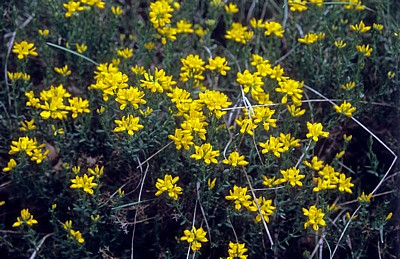 Jakobsweg (Navarrischer Weg): Pflanze  - Pyrenäen