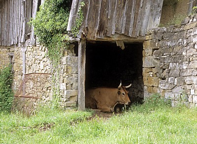 Jakobsweg (Navarrischer Weg): Kuh  - Pyrenäen