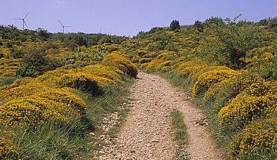 Jakobsweg (Navarrischer Weg): Ginster - Sierra del Perdón
