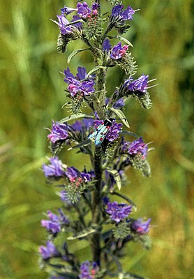 Jakobsweg (Navarrischer Weg): Widderchen (Zygaena, Nachtfalter ) auf Natternkopf (Echium vulgare) - Sierra del Perdón