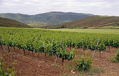 Jakobsweg (Camino Francés): Weinberge  - Navarra
