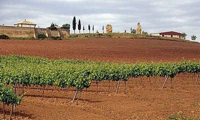 Jakobsweg (Camino Francés): Felder auf dem Weg nach Cirauqui  - Navarra