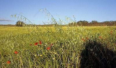 Jakobsweg (Camino Francés): Wegesrand  - Navarra