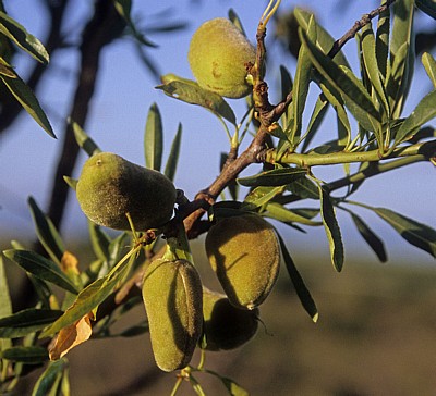 Jakobsweg (Camino Francés): Grüne Mandeln am Baum (Prunus dulcis) - Navarra