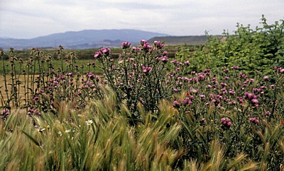Jakobsweg (Camino Francés): Zwischen Viana und Logroño - Navarra