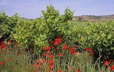 Jakobsweg (Camino Francés): Zwischen Viana und Logroño - Navarra