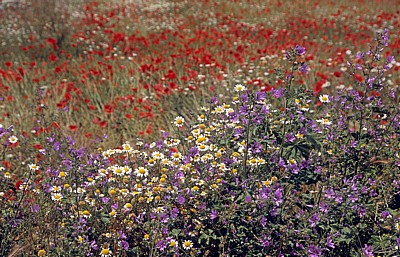 Jakobsweg (Camino Francés): Geranium und Hundskamille (Anthemis) - La Rioja