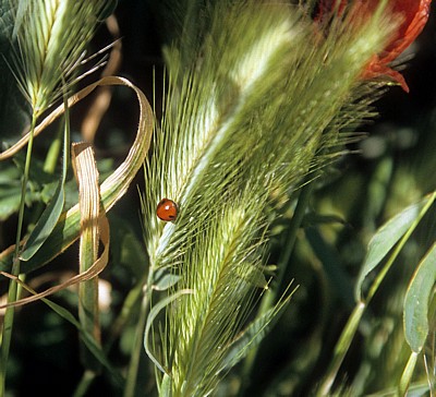 Jakobsweg (Camino Francés): Zwischen Logroño und Navarrete - La Rioja