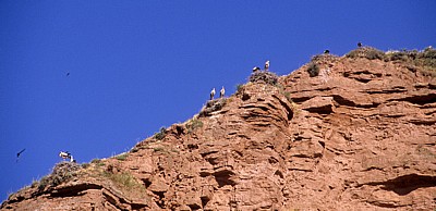 Nistende Störche (Ciconia ciconia) - Nájera