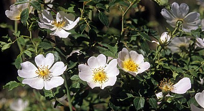 Jakobsweg (Camino Francés): Hundsrose (Rosa canina) - La Rioja