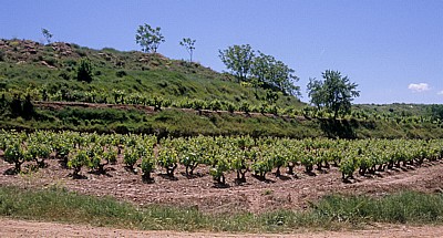 Jakobsweg (Camino Francés): Weinberge zwischen Azofra und Cirueña - La Rioja