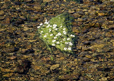 Jakobsweg (Camino Francés): Río Oja - Gewöhnlicher Wasserhahnenfuß (Ranunculus aquatilis)  - La Rioja