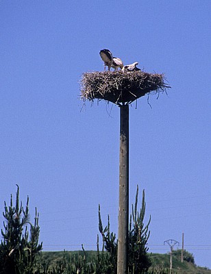 Jakobsweg (Camino Francés): Nistende Störche (Ciconia ciconia) - La Rioja