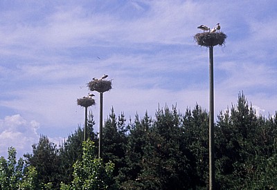 Jakobsweg (Camino Francés): Nistende Störche (Ciconia ciconia) - La Rioja