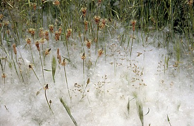 Jakobsweg (Camino Francés): Blütenstaub - La Rioja