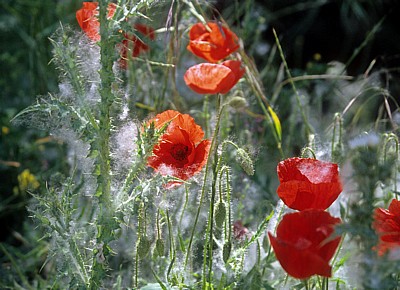 Jakobsweg (Camino Francés): Blütenstaub auf Klatschmohn (Papaver rhoeas) - La Rioja