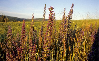 Jakobsweg (Camino Francés): Natternkopf (Echium vulgare) im Morgenlicht - Castilla y León