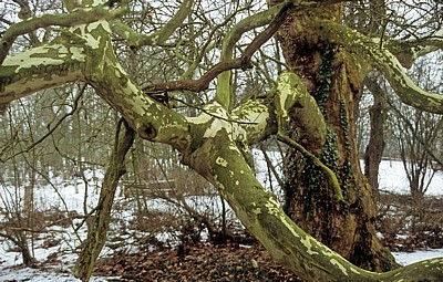 Platane (Platanus) - Schledehausen