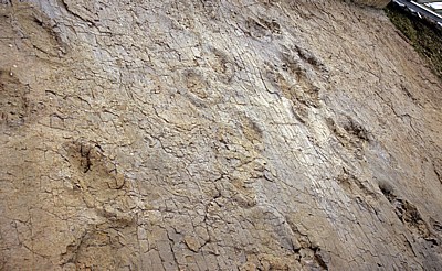 Barkhausen: Dinosaurierfährten  - Bad Essen