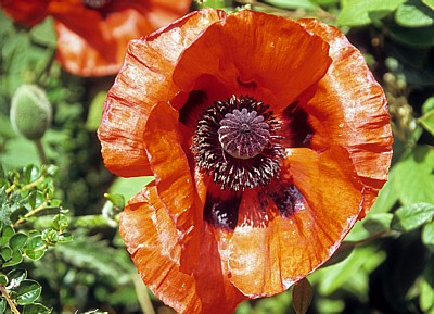 Mohnblüte (Papaver) - Haverhill