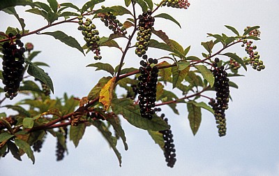 Jakobsweg (Caminho Português): Amerikanische Kermesbeere (Phytolacca americana) - Distrito de Braga