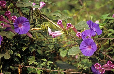 Jakobsweg (Caminho Português): Ackerwinde (Convolvulus arvensis) - Distrito de Braga