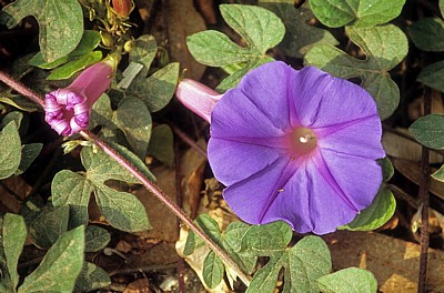 Jakobsweg (Caminho Português): Ackerwinde (Convolvulus arvensis) - Distrito de Braga
